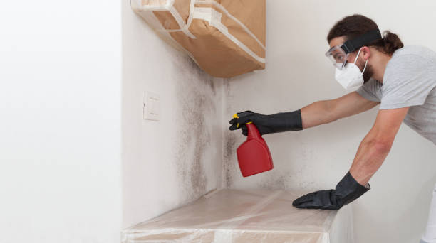 Professional Basement Mold Removal technician working in Cooksville, MD