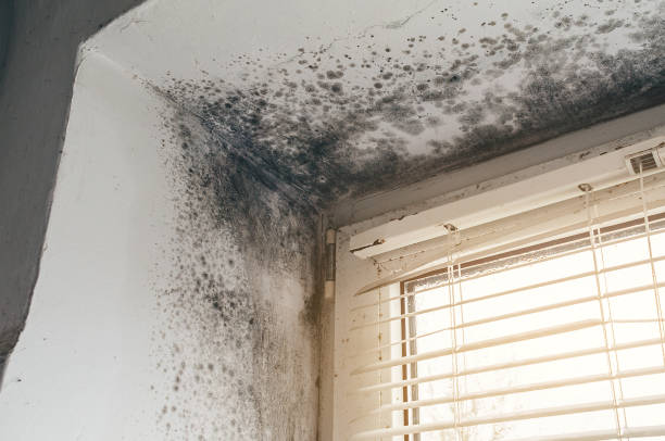 Affordable Basement Mold Removal solutions in Cooksville, MD